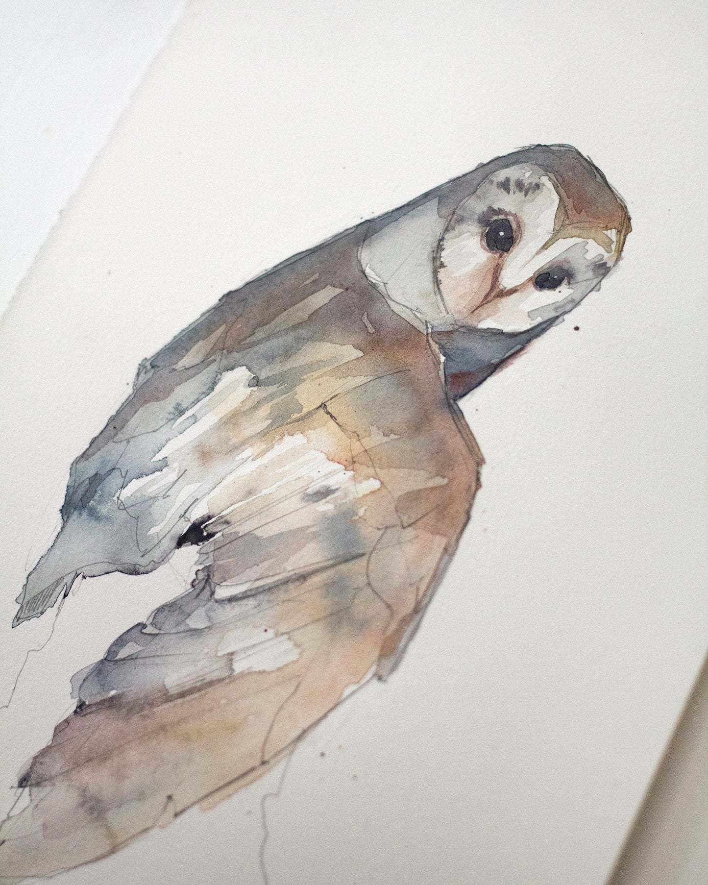 Owl study (20x30 cm) 2026