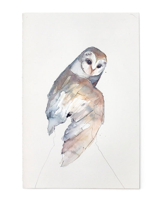 Owl study (20x30 cm) 2026